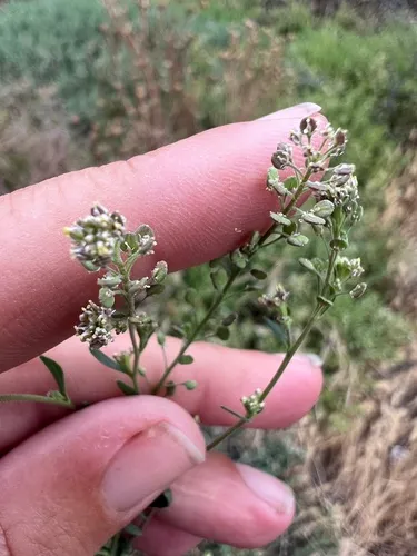 Featherleaf Pepperweed — photo by madge