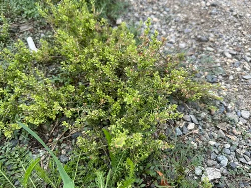 Manybranched Pepperweed — photo by Matthew Syvenky