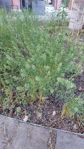 Roadside Pepperweed — photo by Stefan Grote