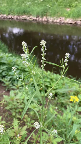 Gardencress Pepperweed — photo by packermj