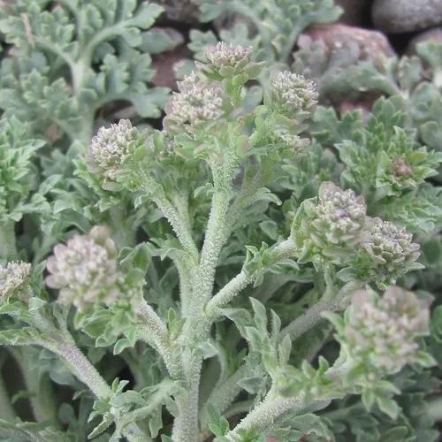 Sordid Pepperweed — photo by Chuck Sexton