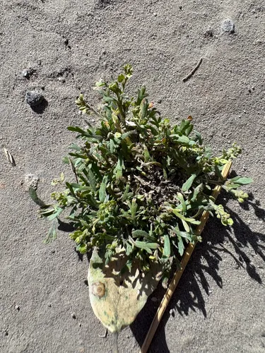 Upright Pepperweed — photo by Phoebe Barnes