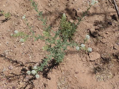 Thurber's Pepperweed — photo by lorax4