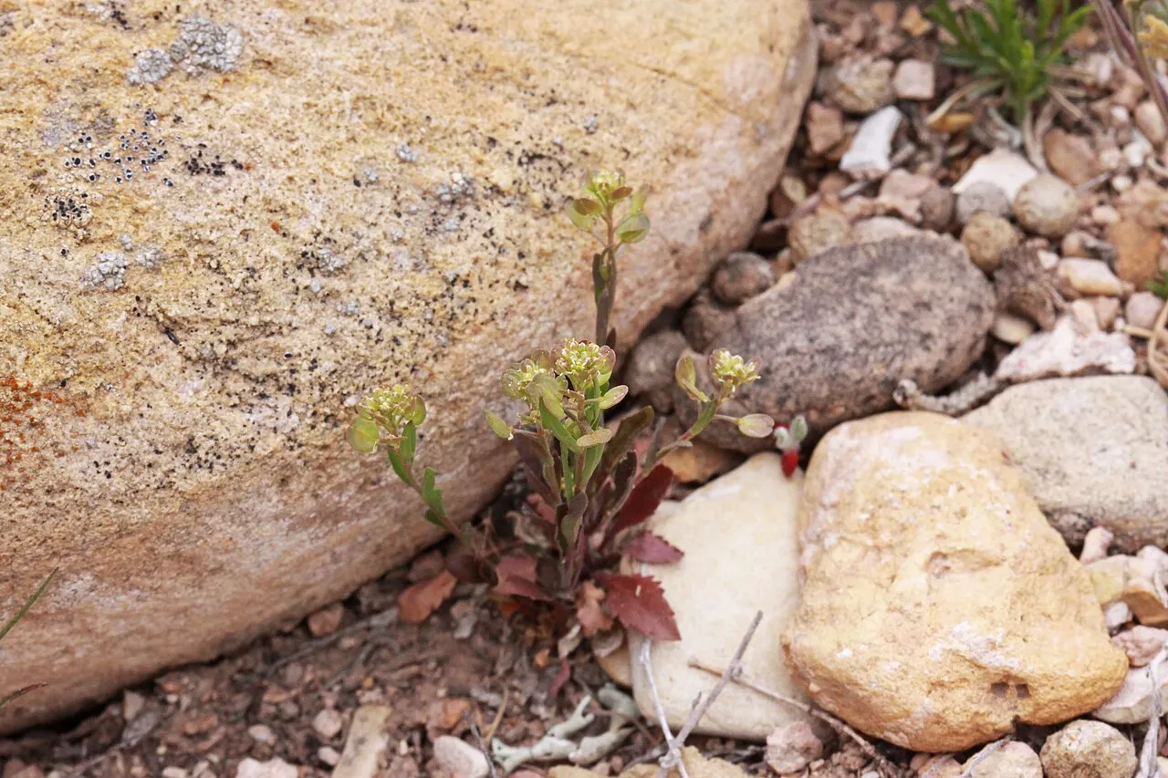 Hairy Pepperweed (var. pubescens) — photo by Andrey Zharkikh from Salt Lake City, USA