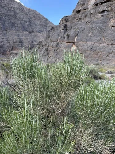 Nevada Broomsage