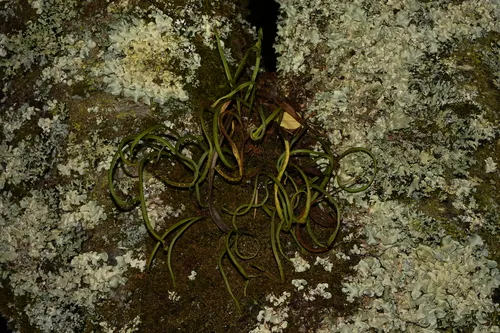 Weeping Fern — photo by rhinolin