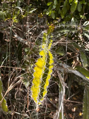 Pitahaya