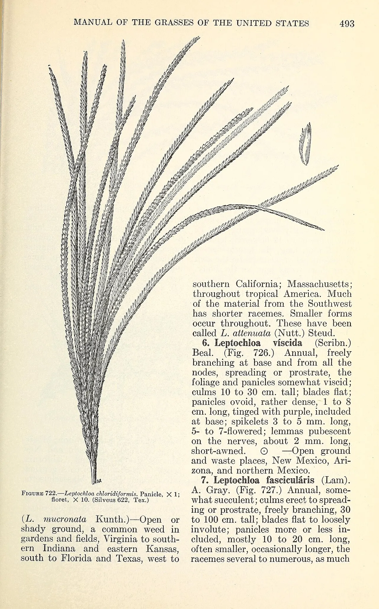 Argentine Sprangletop — photo by Chase, Agnes; Hitchcock, A. S.