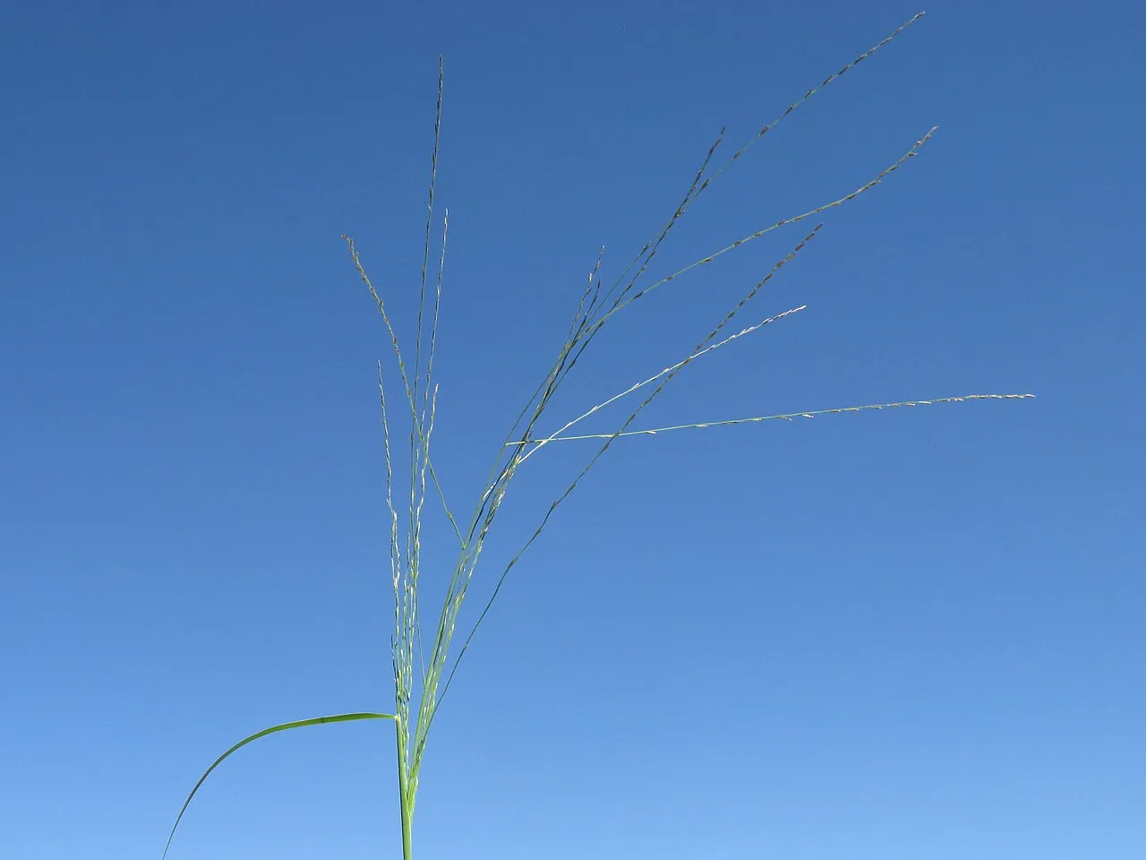 Spreading Sprangletop — photo by Harry Rose from Dungog, Australia