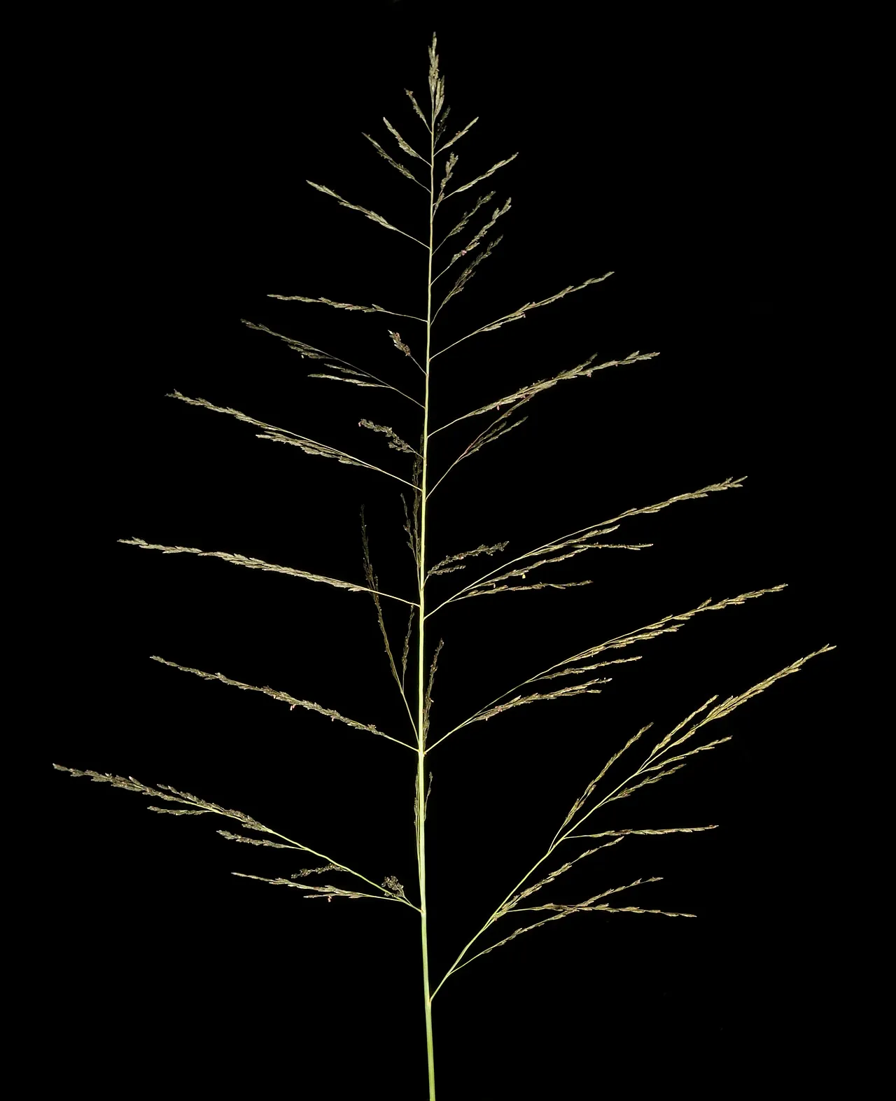 Bearded Sprangletop (subsp. fascicularis)