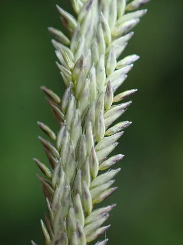 Judd's Grass