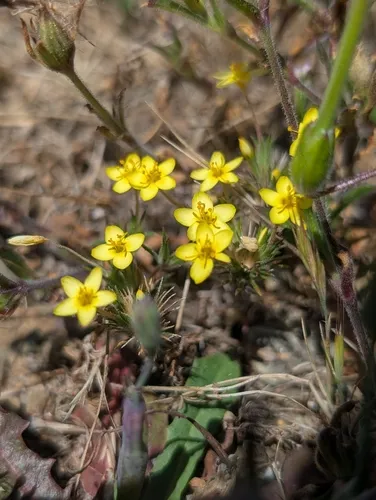 Bristly Linanthus