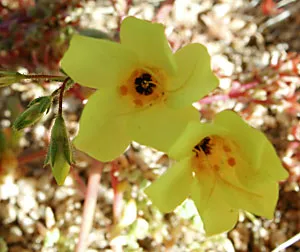Golden Linanthus