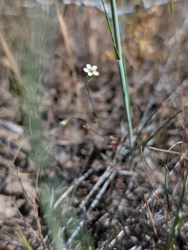 Bolander's Linanthus