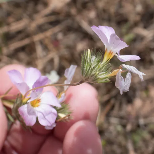 Largeflower Linanthus — photo by Chris Nelson