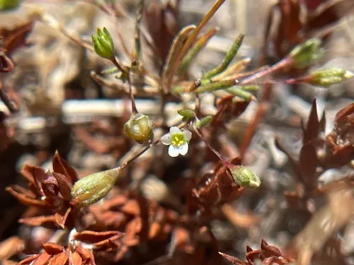Harkness' Flaxflower
