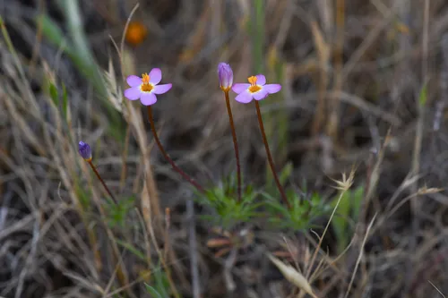 Jepson's Linanthus