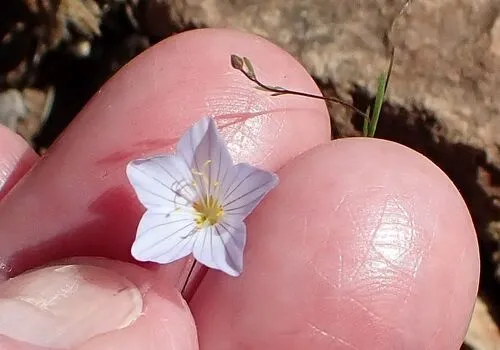 Narrowflower Flaxflower — photo by Tom Chester