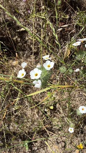 Mustang Clover — photo by John Sterling