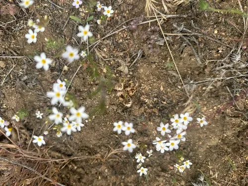 Tehachapi Linanthus — photo by Judy Fenerty