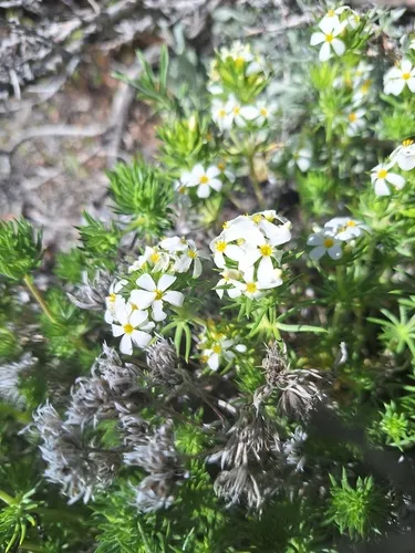 Nuttall's Linanthus — photo by Richard Rachman
