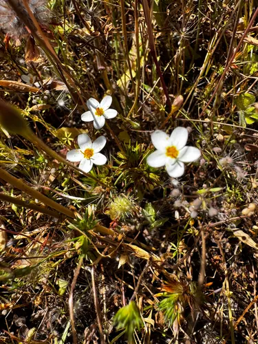 Variable Linanthus — photo by Sarah Reid