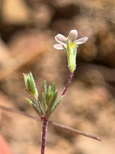 Pygmy Linanthus (subsp. continentalis) — photo by Alex Heyman