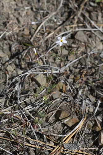 Rattan's Linanthus — photo by Trevor Van Loon