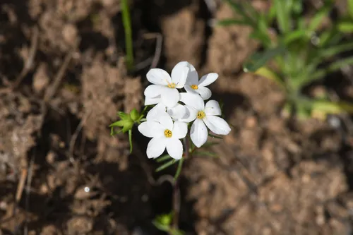 Madera Linanthus — photo by Trevor Van Loon