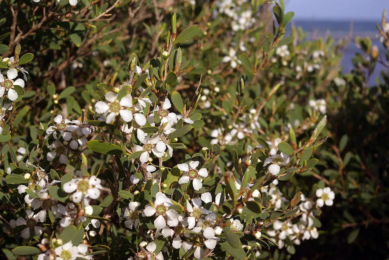 Australian Teatree