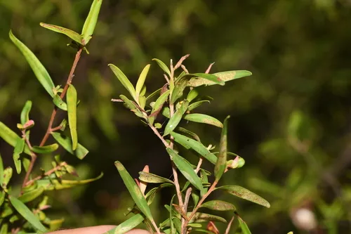 Common Teatree
