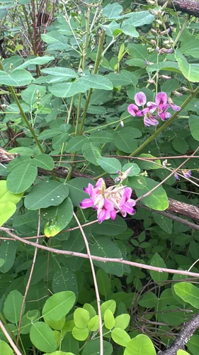 Shrub Lespedeza — photo by decaturjosh