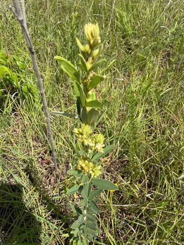 Roundhead Lespedeza — photo by tallpaultheforester