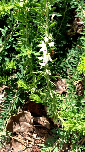 Sericea Lespedeza — photo by Samantha Eff