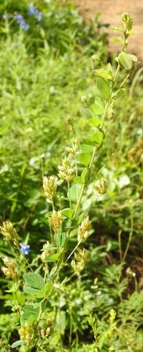 Hairy Lespedeza