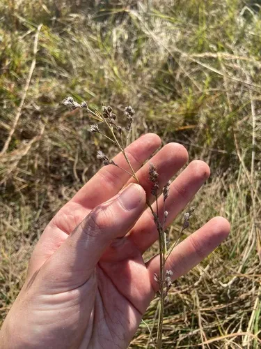 Prairie Lespedeza — photo by boppinbiologistage22