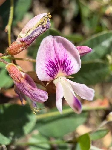 Creeping Lespedeza