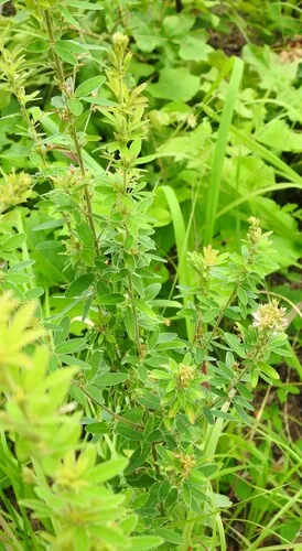 Tall Lespedeza — photo by saltyhiker