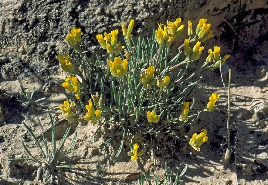 Pygmy Bladderpod — photo by Steve L. O'Kane