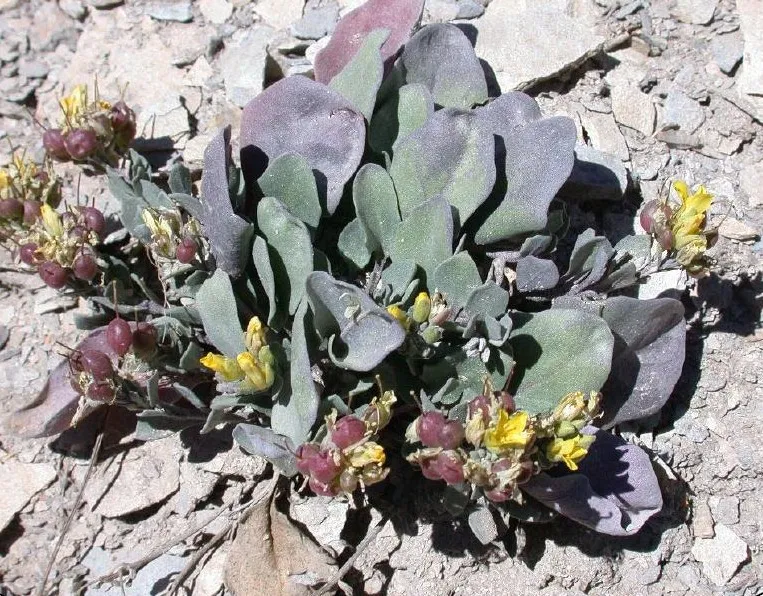 Pagosa Springs Bladderpod — photo by David G Anderson