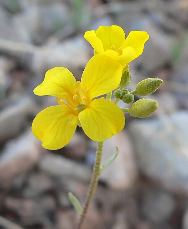 Moapa Bladderpod — photo by Stan Shebs