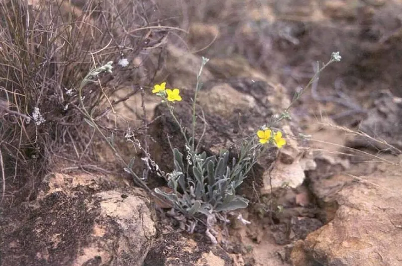 Zapata Bladderpod — photo by Loretta Schanen Pressly, USFWS