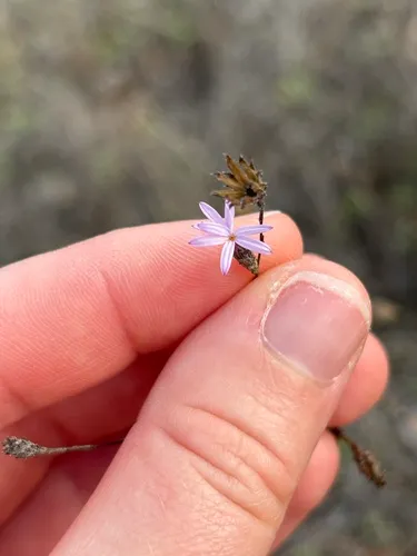 Crystal Springs Lessingia