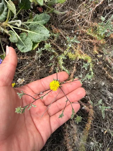 San Francisco Lessingia — photo by anasommer27