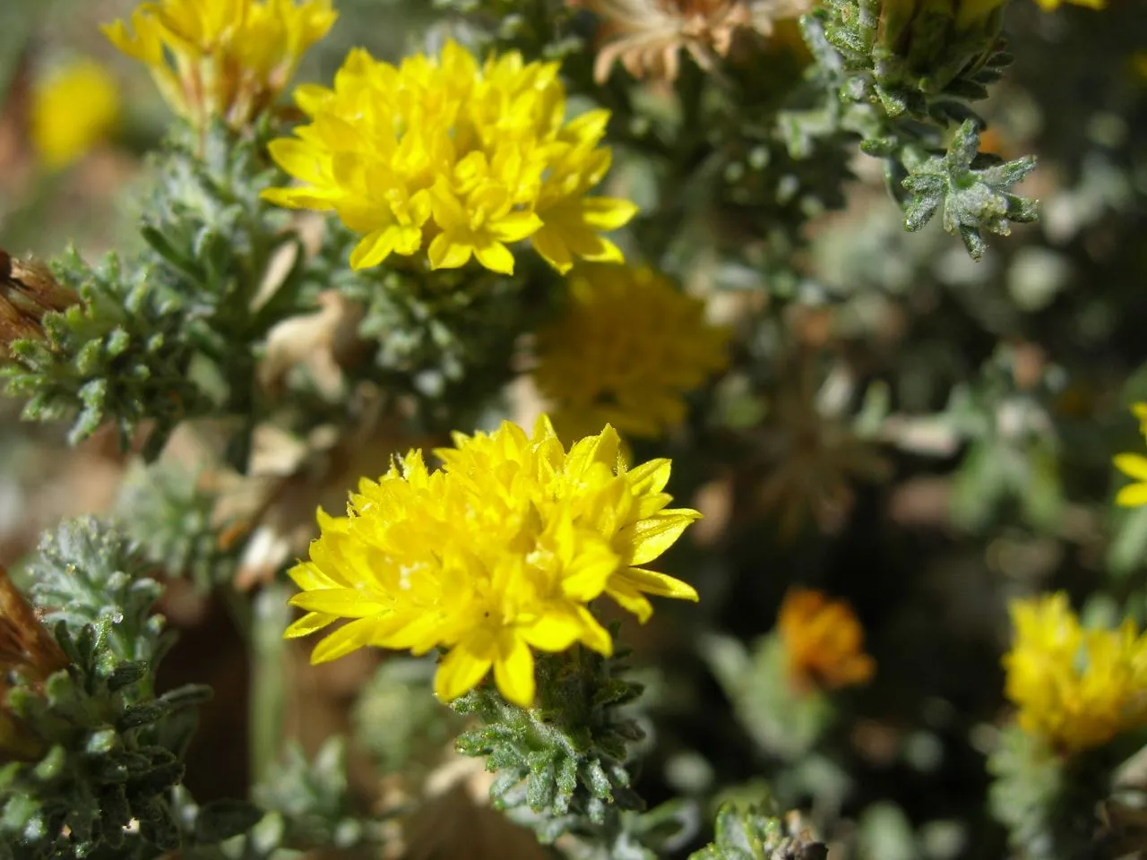 Lemmon's Lessingia