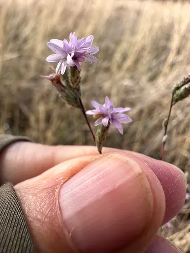 Sierra Lessingia