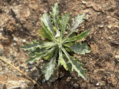 Mt. Tamalpais Lessingia