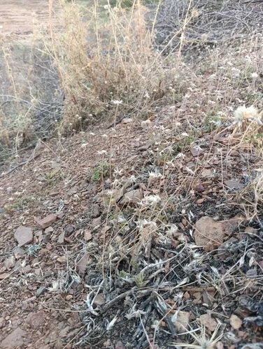 Slenderstem Lessingia