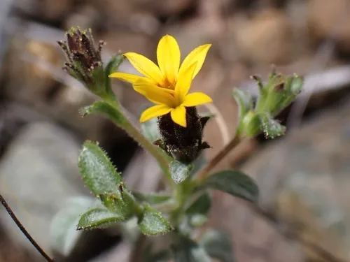 Spring Lessingia — photo by Richard Hasegawa