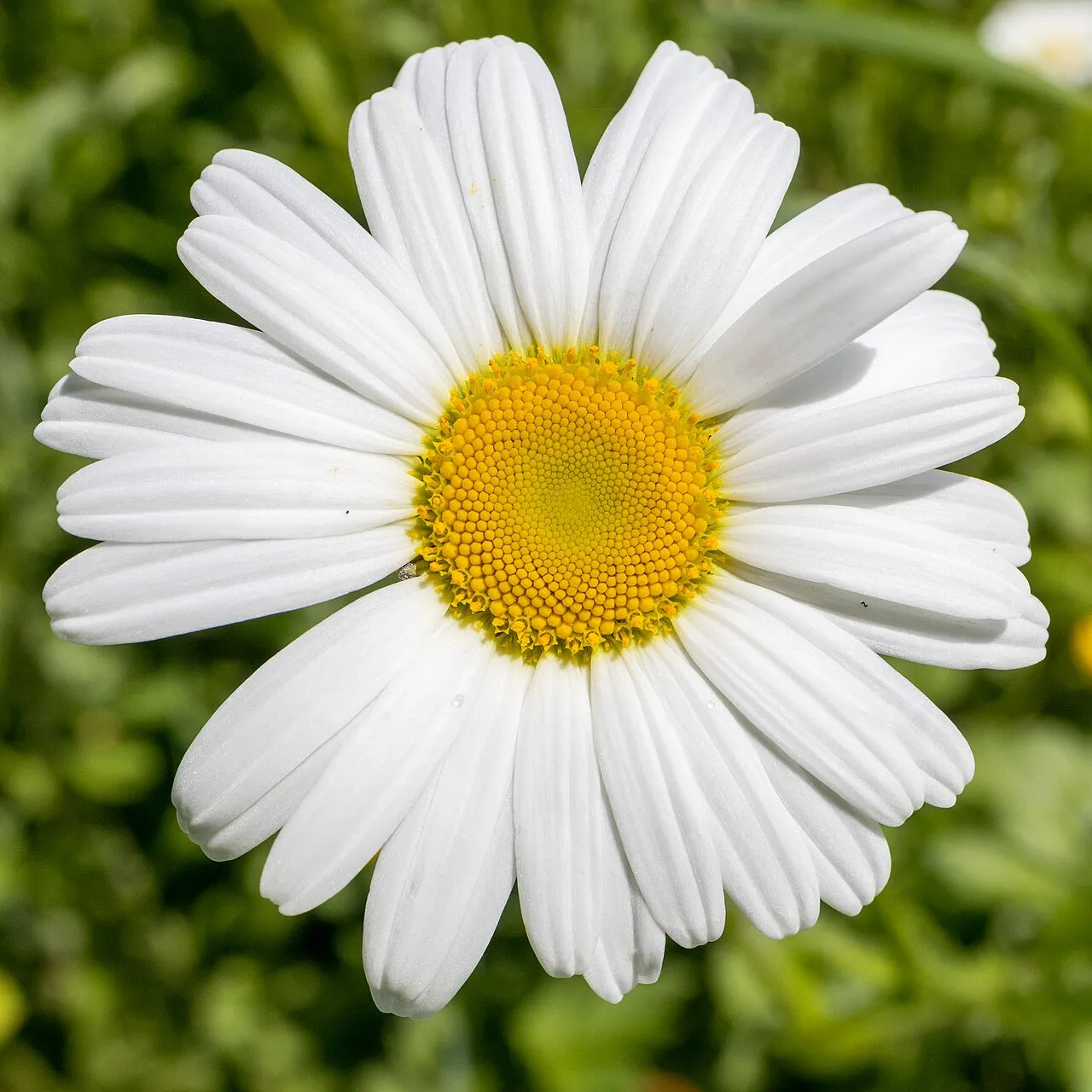 Max Chrysanthemum — photo by JackyM59